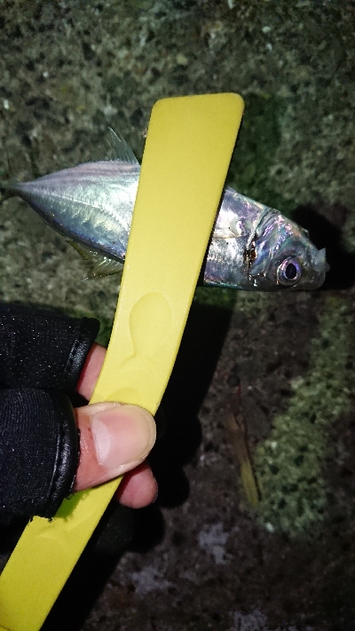 久しぶりのアジ