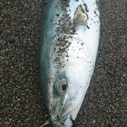 ヤシーパーク西サーフ、ライトショアジギング