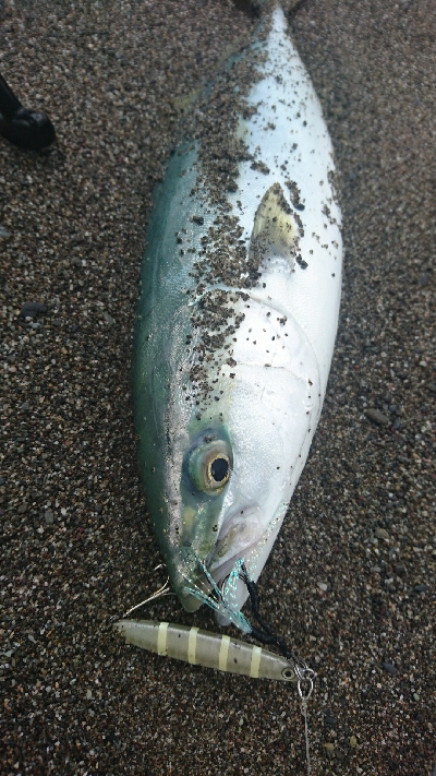 ヤシーパーク西サーフ、ライトショアジギング…