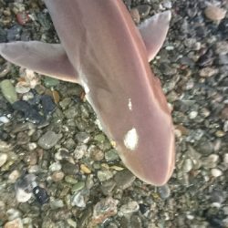 仁淀川河口ライトショアジギング