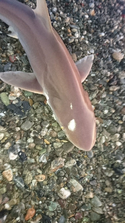 仁淀川河口ライトショアジギング