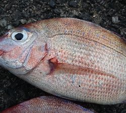 野見漁港チョイ投げ