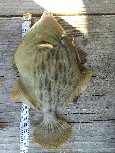初の釣り筏（高橋渡船さんにて）