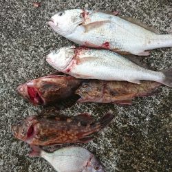 ショアジギは終盤、投げに期待大！