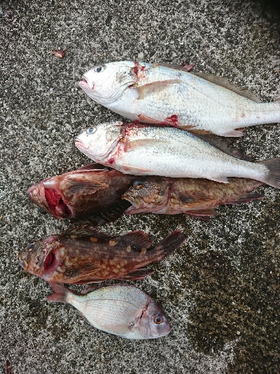 ショアジギは終盤、投げに期待大！