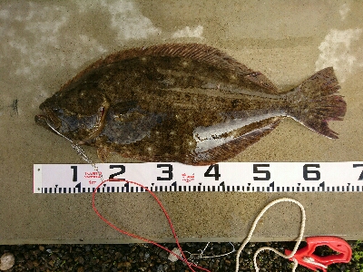 ヒラメ新記録の65㎝ゲット！！最高です！！…