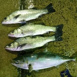 朝マズメにヒラスズキ3本&ヤズ釣果❗❗