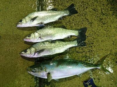 朝マズメにヒラスズキ3本&ヤズ釣果…