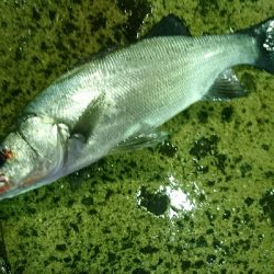 満月の夜ヒラスズキに苦戦。