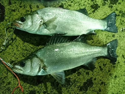 朝マズメのヒラスズキ！！