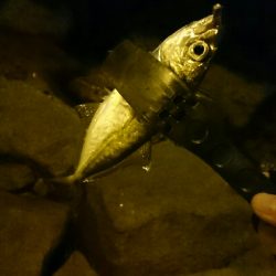 短時間アジング