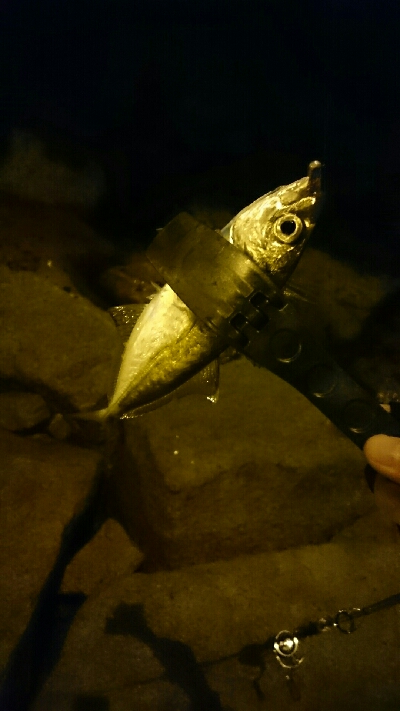 短時間アジング