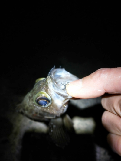 ランガンメバリング