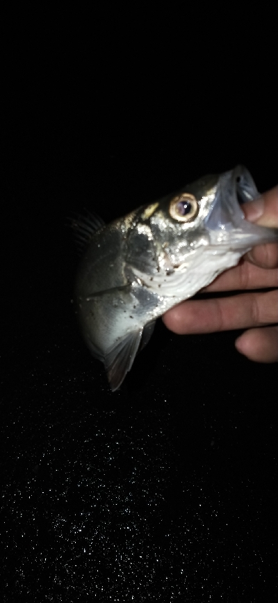 メバリングランガン