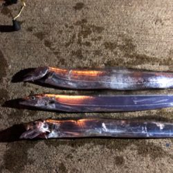 太刀魚リベンジ❗️