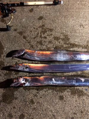 太刀魚リベンジ❗࿠…