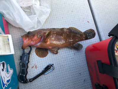 船さびきで釣れたぜ！！