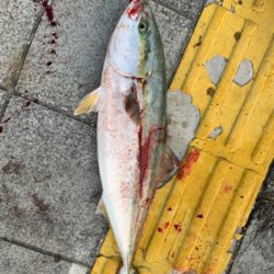 久しぶりの釣果