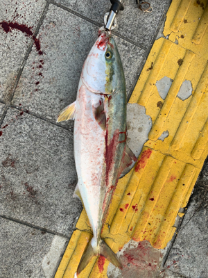 久しぶりの釣果