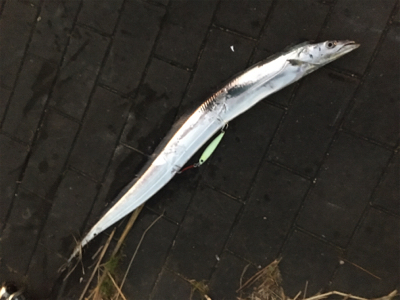 やっぱり渋い、、、