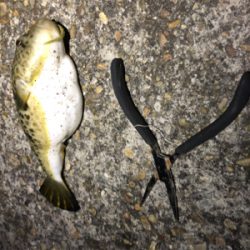 フロートゲーム