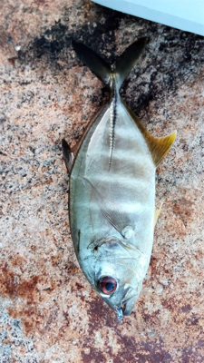 デイからアジング