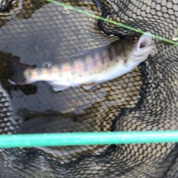 鱒レンジャー nextデビュー