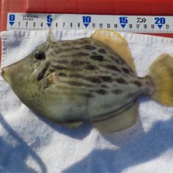 ハゲandハゼラッシュ