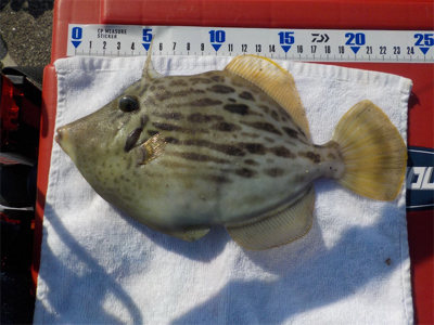 ハゲandハゼラッシュ