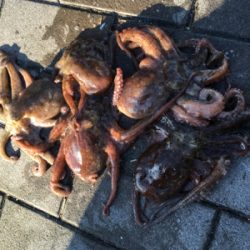 ダブルヘッダー、夕マヅメへ