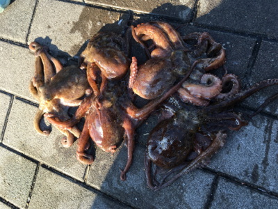 ダブルヘッダー、夕マヅメへ