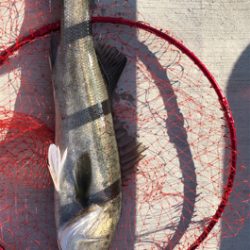 エビ撒きでスズキゲット!