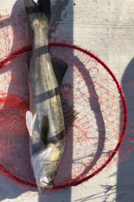 エビ撒きでスズキゲット！