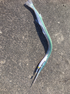 シーバス 、ワカシ、ダツ