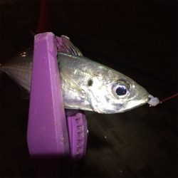 安治川アジング