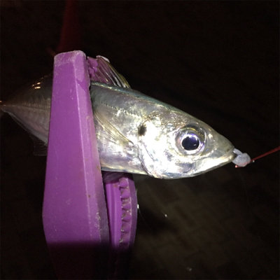 安治川アジング