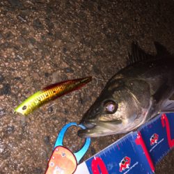 ウェイクベイト大活躍