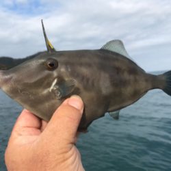 マイボートで久しぶりにハゲ釣り。