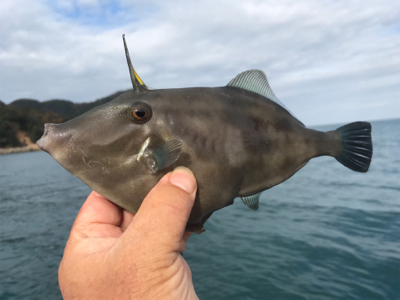 マイボートで久しぶりにハゲ釣り。
