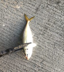 やっと良型釣れた