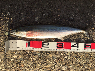 粘りのサゴシ^ ^