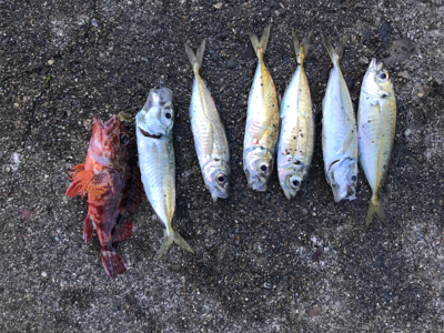 アジが釣れました