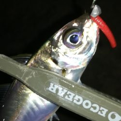 ナイトアジング