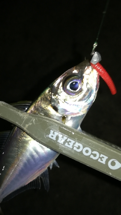 ナイトアジング