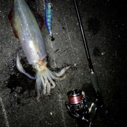 姫路でケンサキイカ300g!!