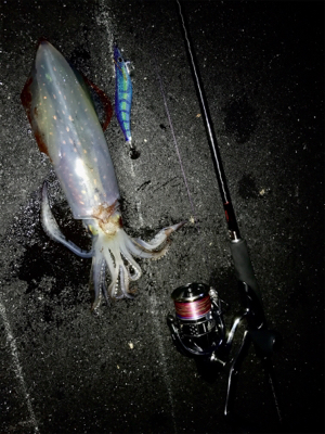 姫路でケンサキイカ300g!!