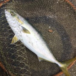 ハマチまだまだ