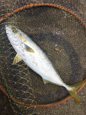 ハマチまだまだ