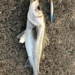 サラシパターン