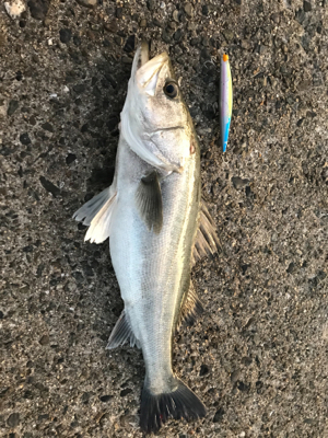 サラシパターン